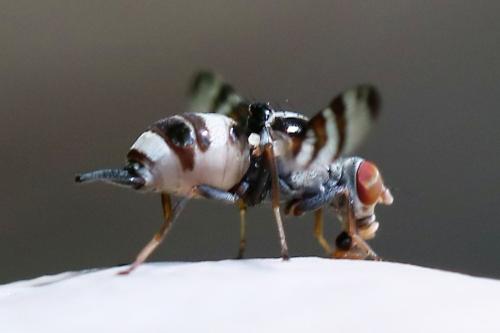 Réf. 222 547 : Myennis octopunctata